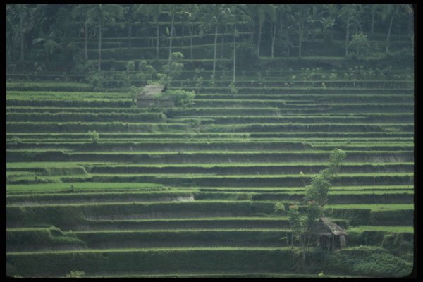 Bali 202009 Terraced Padis A4 Photo Print