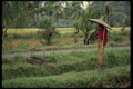 Bali 202010 A Man Watching His Ducks In A Padi A4 Photo Print