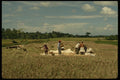 Bali 202011 Winnowing Rice A4 Photo Print