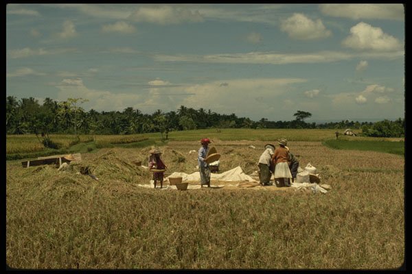 Bali 202011 Winnowing Rice A4 Photo Print