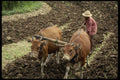 Bali 202012 Plowing A Field With Two Balinese Deer  A4 Photo Print