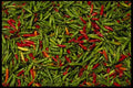 Bali 202016 Chiles A4 Photo Print