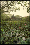 Bali 202042 The Lotus Pool, Ubud A4 Photo Print