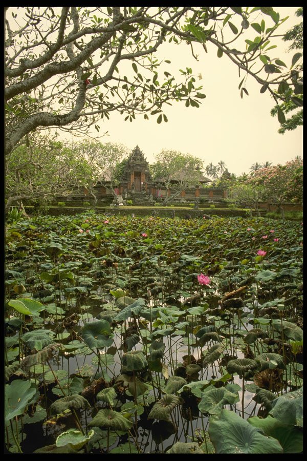 Bali 202042 The Lotus Pool, Ubud A4 Photo Print