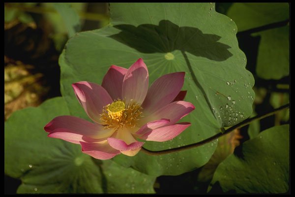 Bali 202085 A Lotus Flower A4 Photo Print