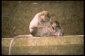 Bali 202087 In The Monkey Forest At Ubud A4 Photo Print