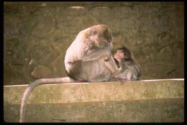 Bali 202087 In The Monkey Forest At Ubud A4 Photo Print