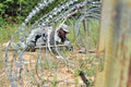 Bangalore Torpedo Demolition Charge 2 Military A4 Photo Print