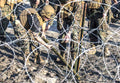 Bangalore Torpedo Demolition Charge 4 (2) Military A4 Photo Print