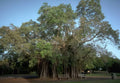 Banyan Tree Park A4 Photo Print