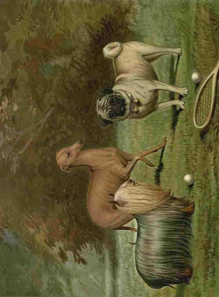 Barber Burton 1881 Yorkshire Terrier Italian Greyhound Pug A4 Photo Print