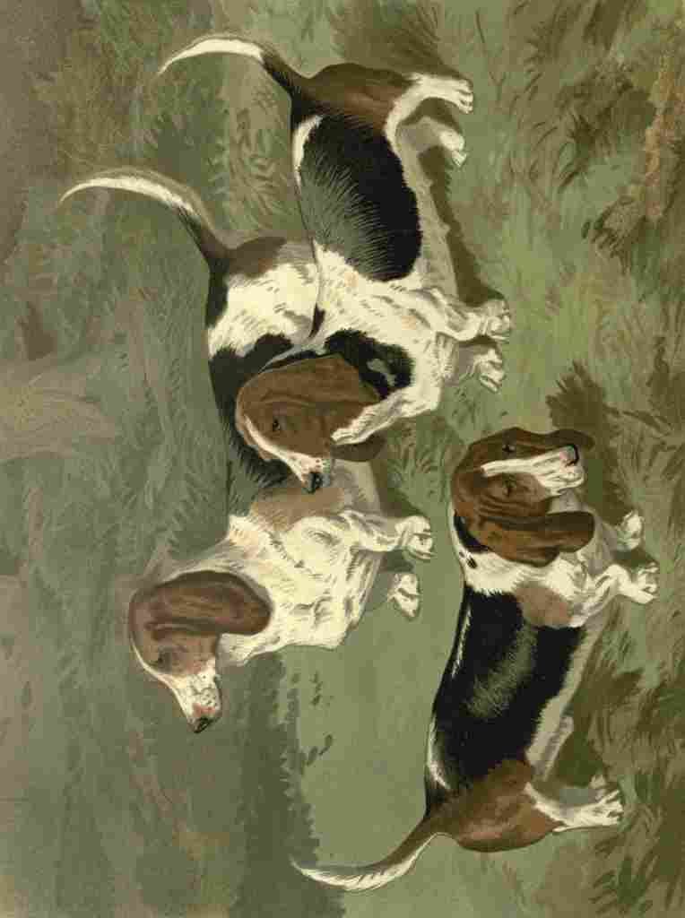 Barber Burton Book Dog 1881 Bassett Hounds A4 Photo Print