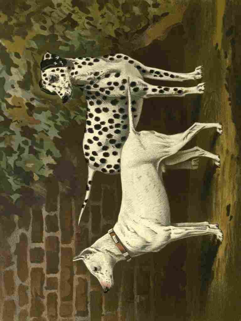 Barber Burton Book Dog 1881 Bull Terrier & Dalmation A4 Photo Print