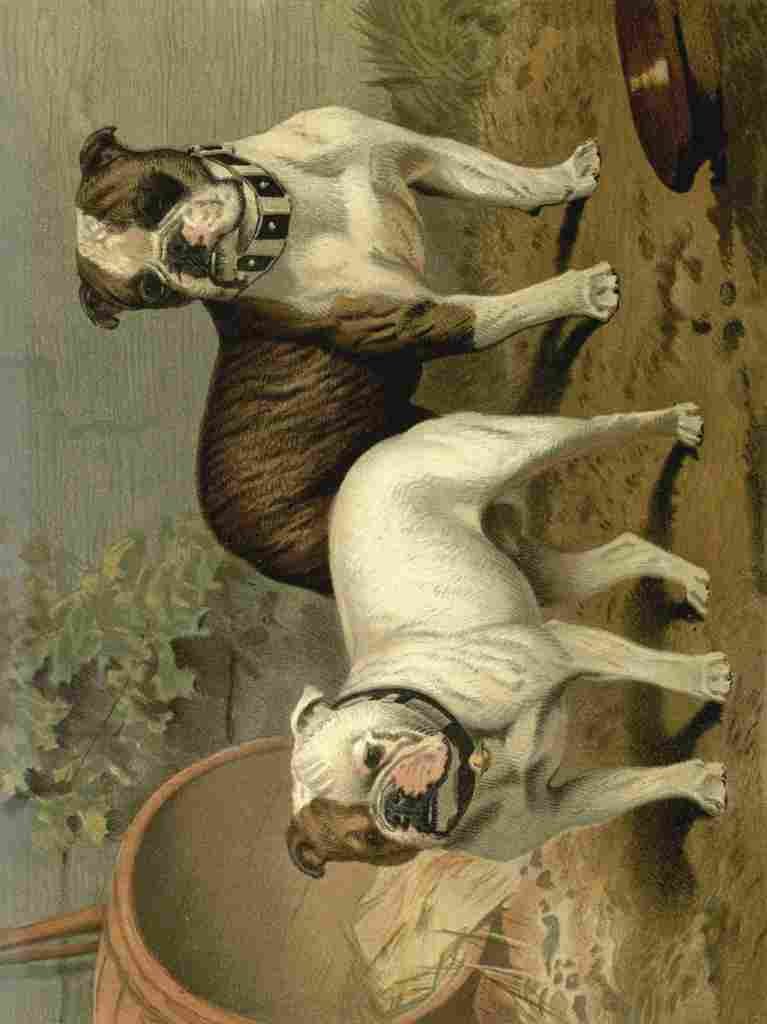 Barber Burton Book Dog 1881 Bull dogs A4 Photo Print