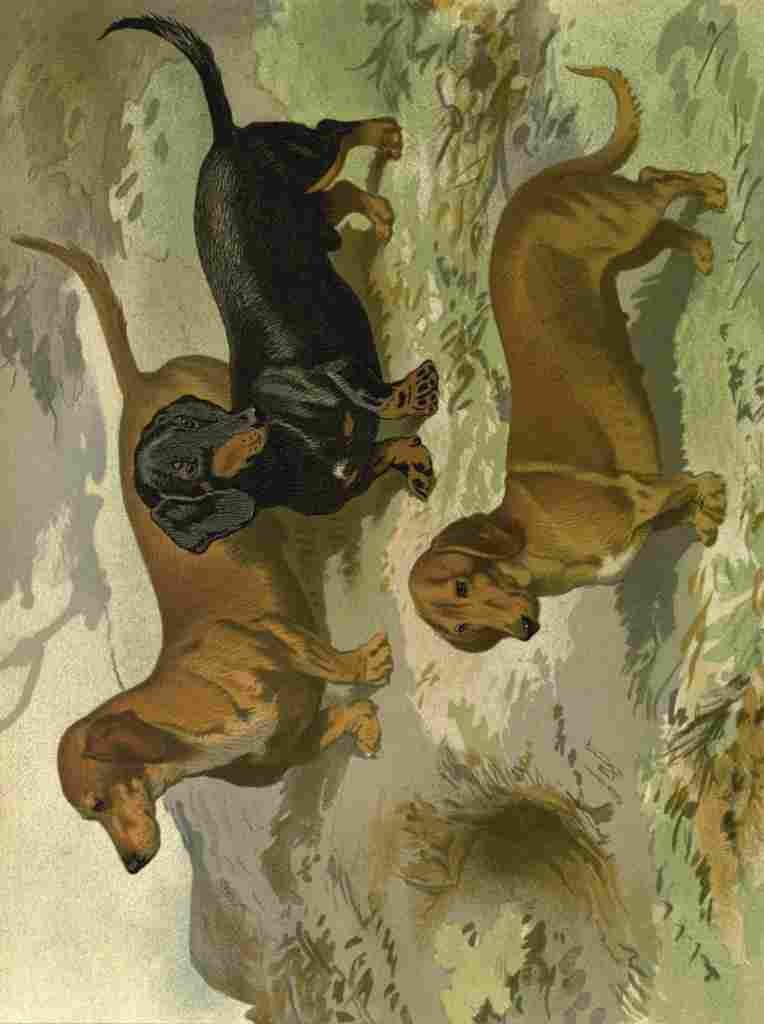 Barber Burton Book Dog 1881 Dachsunds A4 Photo Print
