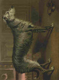 Barber Burton Book Dog 1881 Deerhound A4 Photo Print