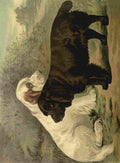 Barber Burton Book Dog 1881 Field Spaniels A4 Photo Print