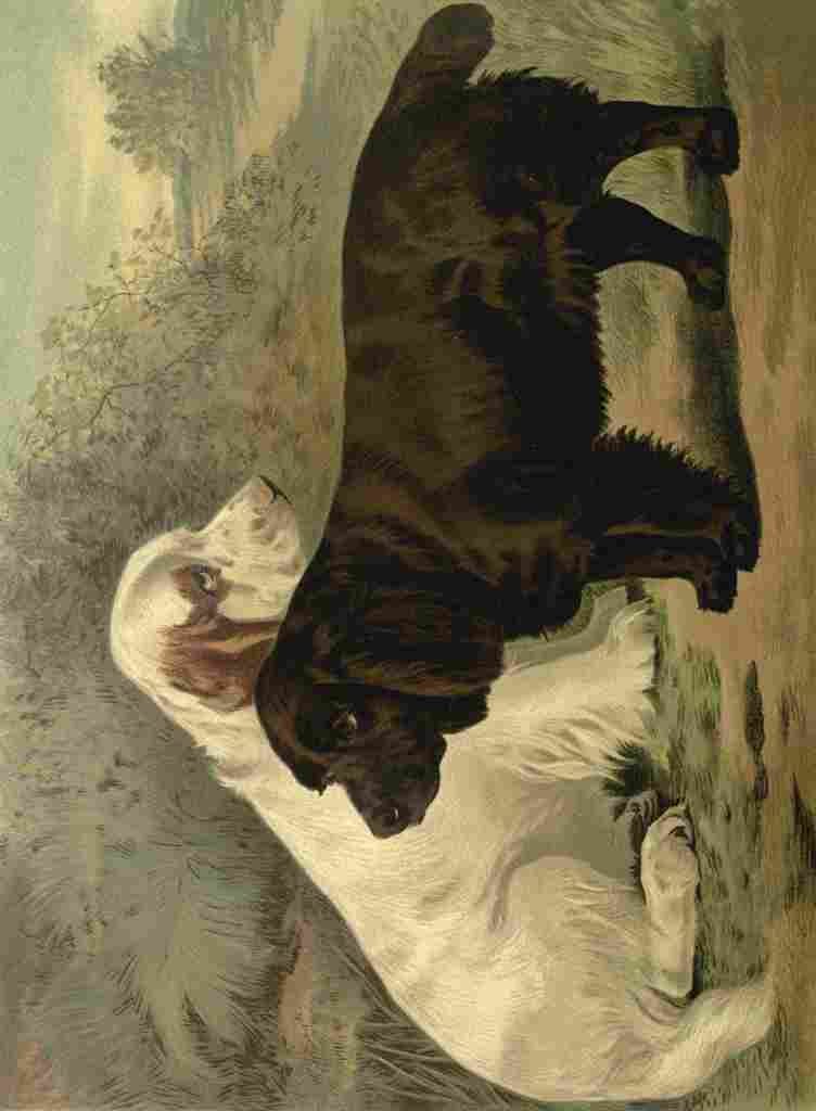 Barber Burton Book Dog 1881 Field Spaniels A4 Photo Print