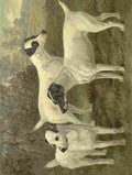 Barber Burton Book Dog 1881 Fox terriers A4 Photo Print