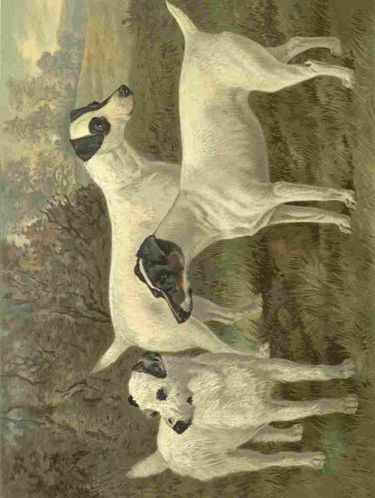 Barber Burton Book Dog 1881 Fox terriers A4 Photo Print