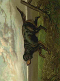 Barber Burton Book Dog 1881 Gordon Setter A4 Photo Print
