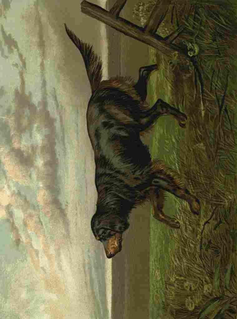 Barber Burton Book Dog 1881 Gordon Setter A4 Photo Print