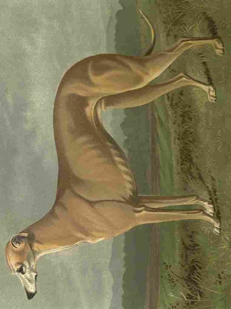 Barber Burton Book Dog 1881 Greyhound A4 Photo Print