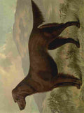 Barber Burton Book Dog 1881 Irish Setter A4 Photo Print