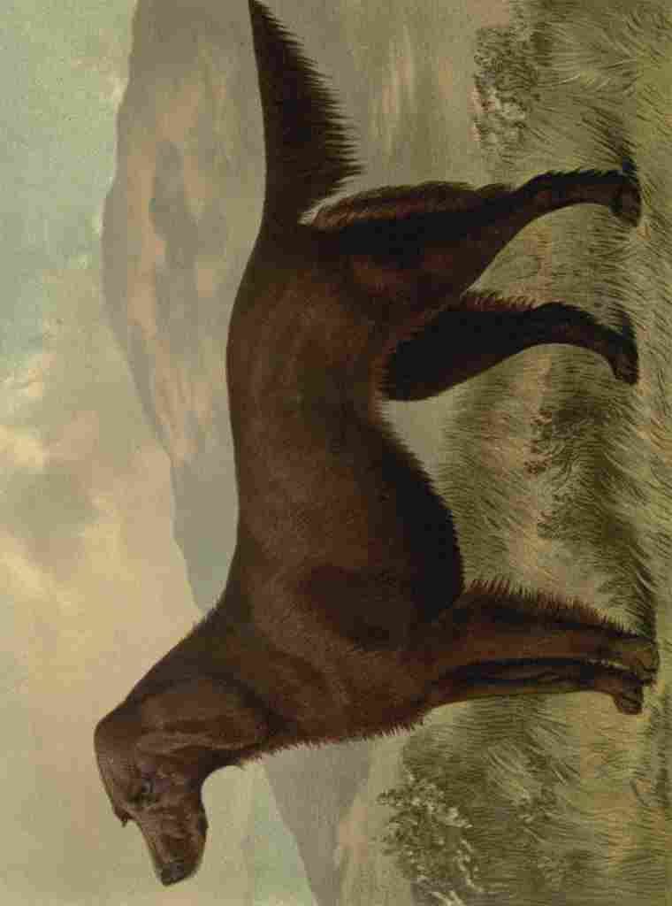 Barber Burton Book Dog 1881 Irish Setter A4 Photo Print