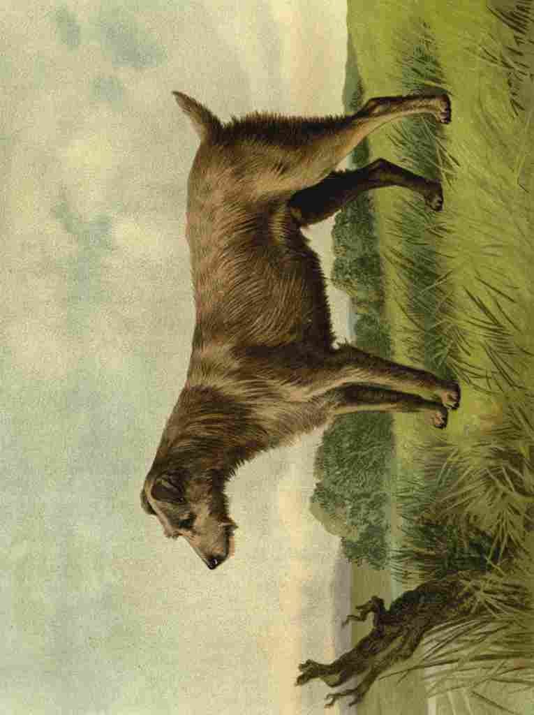 Barber Burton Book Dog 1881 Irish Terrier A4 Photo Print