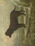 Barber Burton Book Dog 1881 Irish Water Spaniel A4 Photo Print