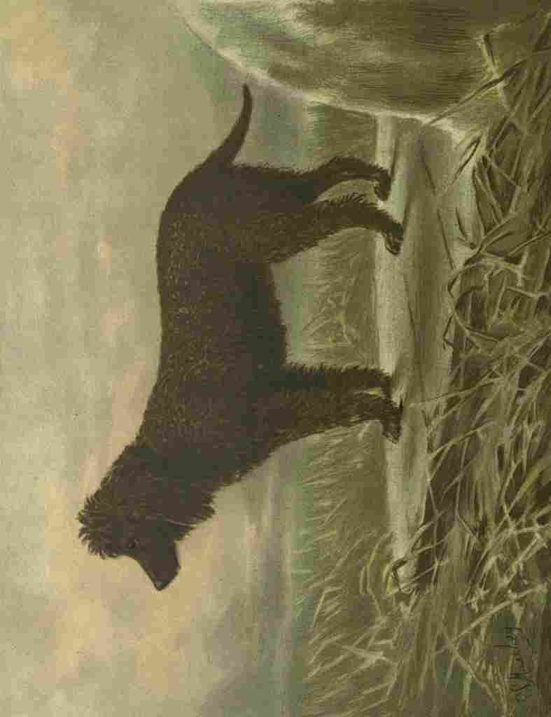 Barber Burton Book Dog 1881 Irish Water Spaniel A4 Photo Print