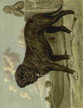 Barber Burton Book Dog 1881 Mastiff A4 Photo Print