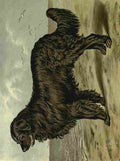 Barber Burton Book Dog 1881 Newfoundland A4 Photo Print