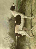 Barber Burton Book Dog 1881 Pointer A4 Photo Print