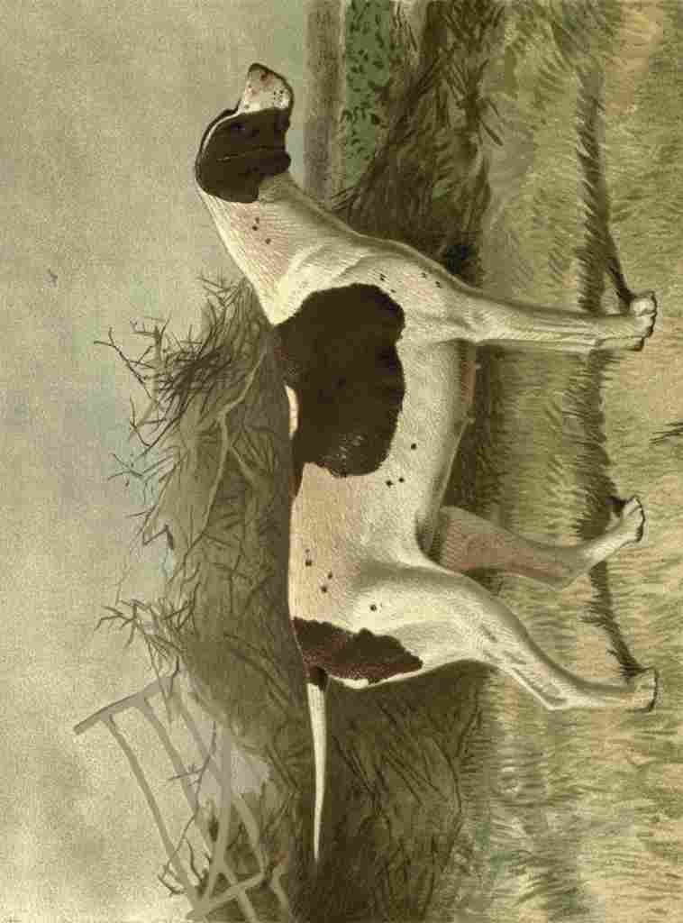 Barber Burton Book Dog 1881 Pointer A4 Photo Print