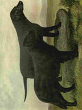 Barber Burton Book Dog 1881 Retrievers A4 Photo Print