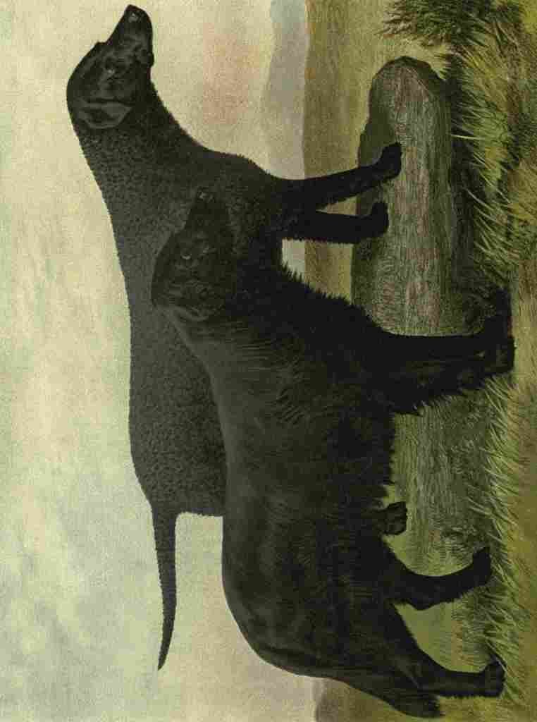 Barber Burton Book Dog 1881 Retrievers A4 Photo Print