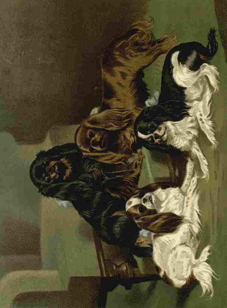 Barber Burton Book Dog 1881 Toy Spaniels A4 Photo Print