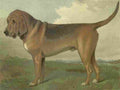 Barber Charles Dog 1881 Bloodhound A4 Photo Print