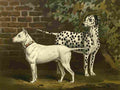 Barber Charles Dog 1881 Bull Terrier & Dalmation A4 Photo Print