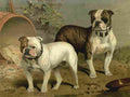 Barber Charles Dog 1881 Bull dogs A4 Photo Print