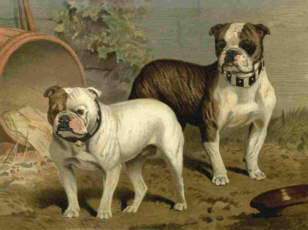 Barber Charles Dog 1881 Bull dogs A4 Photo Print