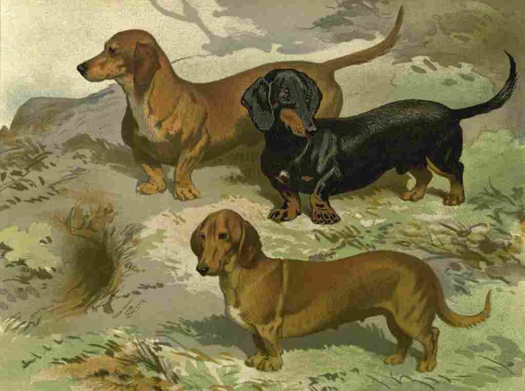 Barber Charles Dog 1881 Dachsunds A4 Photo Print