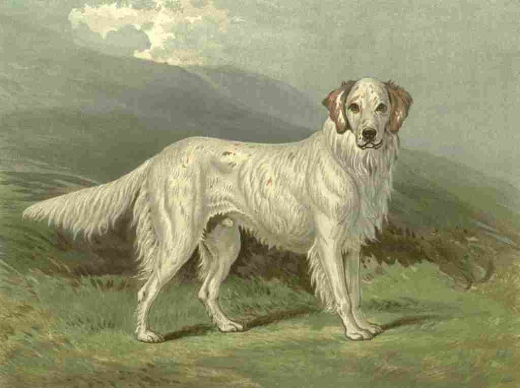 Barber Charles Dog 1881 English Setter A4 Photo Print