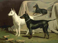 Barber Charles Dog 1881 English Terriers A4 Photo Print