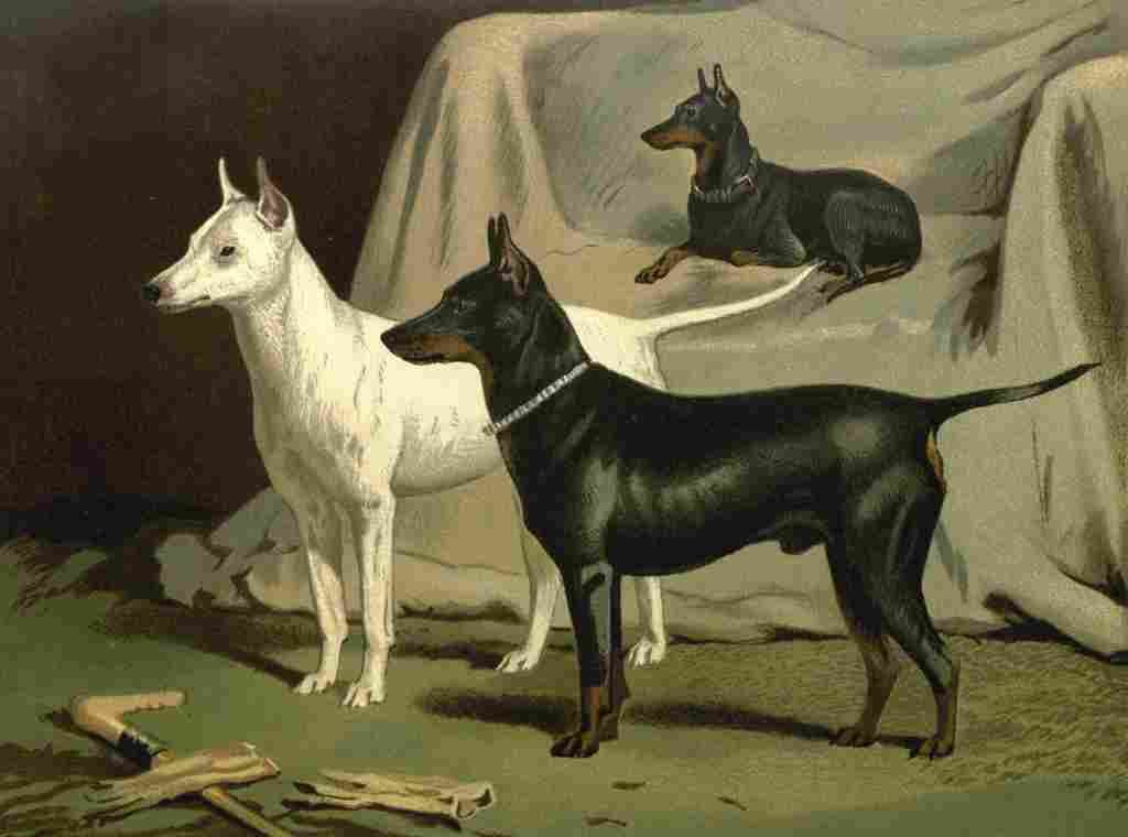 Barber Charles Dog 1881 English Terriers A4 Photo Print