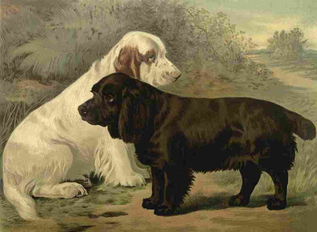 Barber Charles Dog 1881 Field Spaniels A4 Photo Print