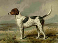Barber Charles Dog 1881 Fox hound A4 Photo Print