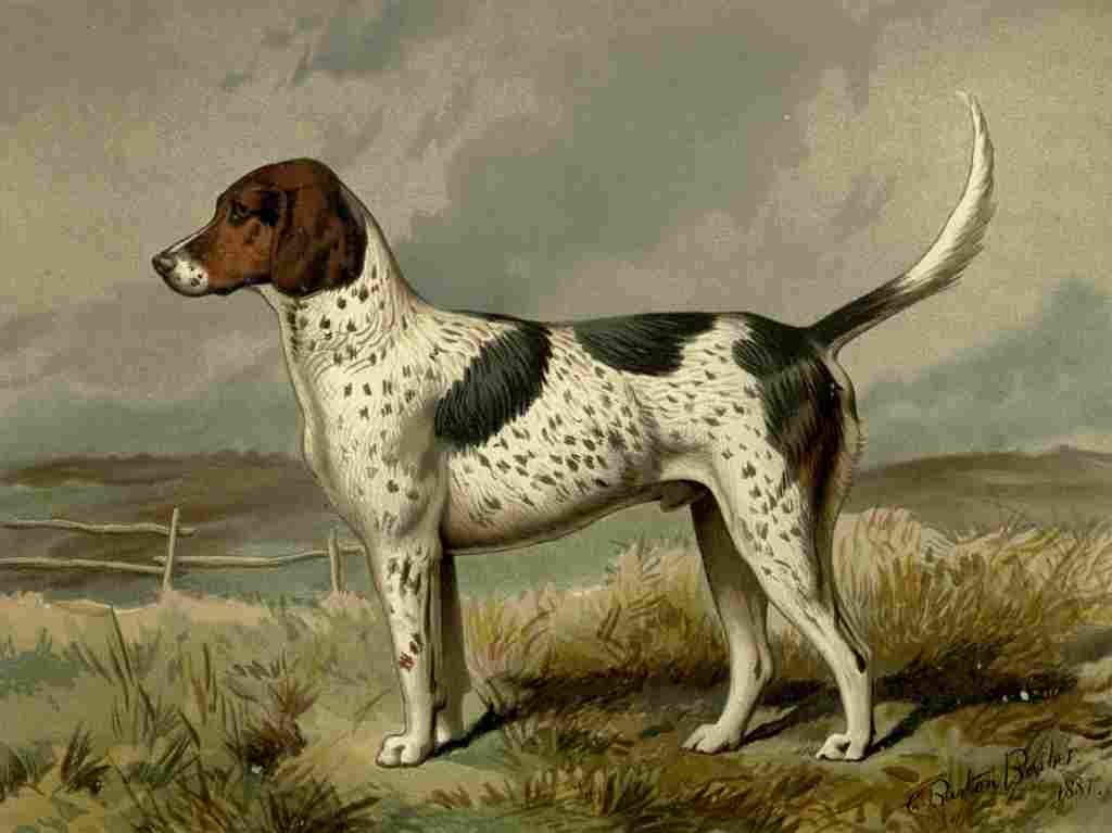 Barber Charles Dog 1881 Fox hound A4 Photo Print